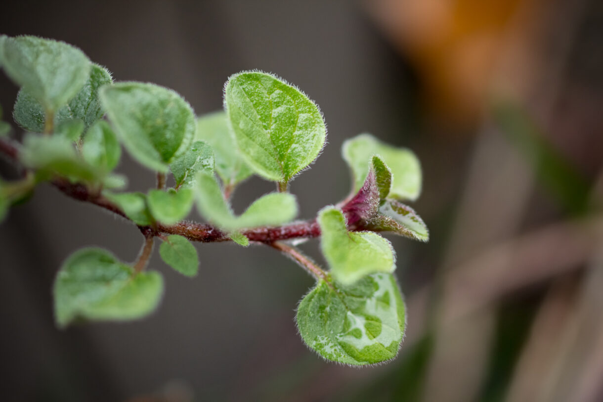 Oregano